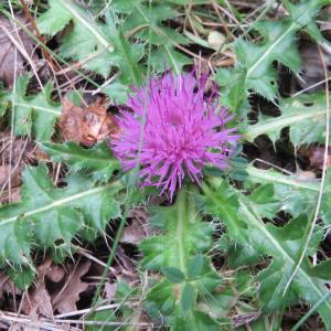 Photographie n°293232 du taxon Cirsium acaulon (L.) Scop. [1769]