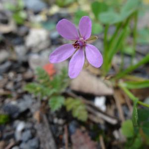 Photographie n°293252 du taxon Erodium cicutarium (L.) L'Hér. [1789]