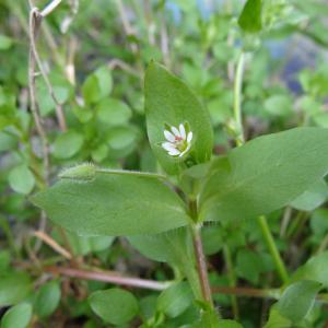 Photographie n°293260 du taxon Stellaria media (L.) Vill. [1789]