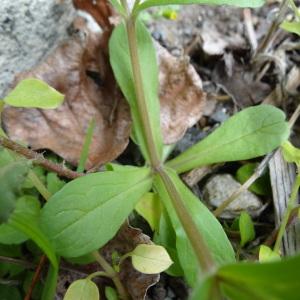 Photographie n°293264 du taxon Valerianella locusta (L.) Laterr. [1821]