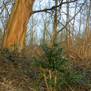 Photographie n°293277 du taxon Buxus sempervirens L. [1753]