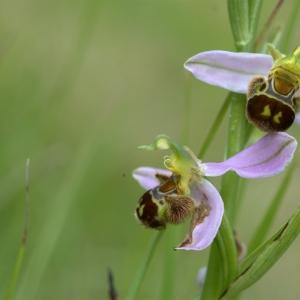 Photographie n°293333 du taxon Ophrys apifera var. aurita Moggr. [1869]