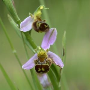 Photographie n°293334 du taxon Ophrys apifera var. aurita Moggr. [1869]