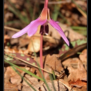 Photographie n°293341 du taxon Erythronium dens-canis L.