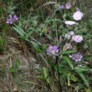 Photographie n°293349 du taxon Bituminaria bituminosa (L.) C.H.Stirt.