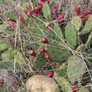 Photographie n°293383 du taxon Opuntia humifusa (Raf.) Raf. [1830]