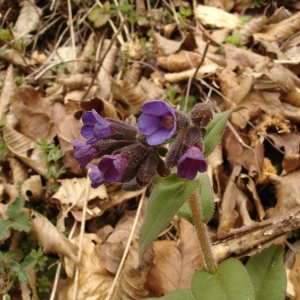 Photographie n°293388 du taxon Pulmonaria montana Lej. [1811]