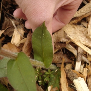 Photographie n°293390 du taxon Pulmonaria montana Lej. [1811]