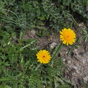 Photographie n°293398 du taxon Tolpis staticifolia (All.) Sch.Bip. [1861]