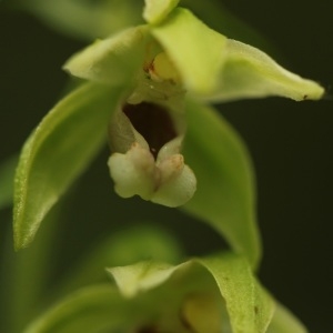 Photographie n°293529 du taxon Epipactis helleborine (L.) Crantz