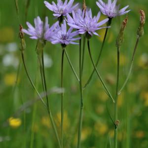 Photographie n°293534 du taxon Podospermum purpureum (L.) W.D.J.Koch & Ziz