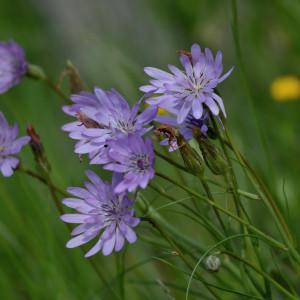  - Podospermum purpureum (L.) W.D.J.Koch & Ziz