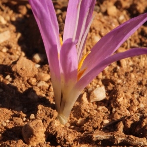 Photographie n°293608 du taxon Merendera filifolia Cambess. [1827]