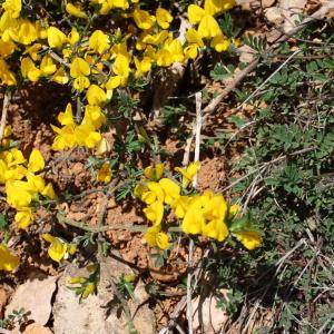 Photographie n°293619 du taxon Genista pilosa L. [1753]