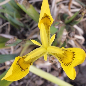  - Iris pseudacorus L. [1753]
