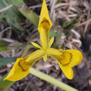 Photographie n°293622 du taxon Iris pseudacorus L. [1753]
