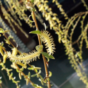 Photographie n°293633 du taxon Salix babylonica L. [1753]