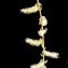  Liliane Roubaudi - Salix babylonica L. [1753]