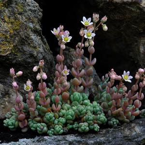  - Sedum dasyphyllum L.