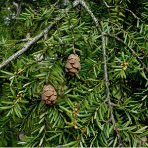 Tsuga canadensis (L.) Carrière (Pruche de l'Est)