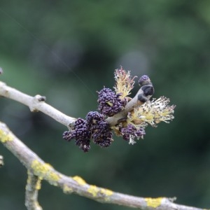 Photographie n°293703 du taxon Fraxinus excelsior L. [1753]