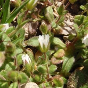 Photographie n°293711 du taxon Cerastium pumilum Curtis [1777]