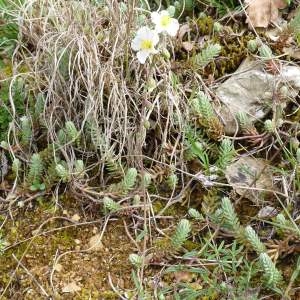 Photographie n°293740 du taxon Helianthemum apenninum (L.) Mill. [1768]