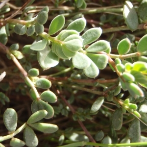 Photographie n°293744 du taxon Coronilla minima subsp. lotoides (W.D.J.Koch) Nyman [1878]