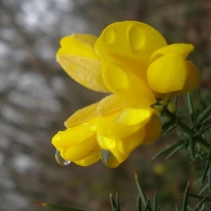 Photographie n°293775 du taxon Ulex europaeus L. [1753]