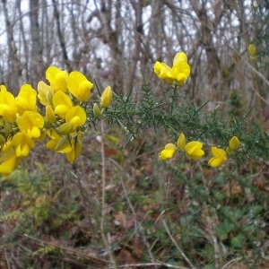 Photographie n°293779 du taxon Ulex europaeus L. [1753]