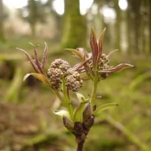 Photographie n°293780 du taxon Sambucus nigra L. [1753]