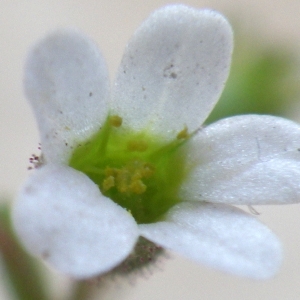  - Saxifraga tridactylites L. [1753]