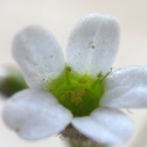 Photographie n°293798 du taxon Saxifraga tridactylites L. [1753]