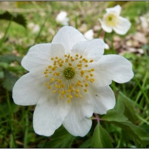 Photographie n°293846 du taxon Anemone nemorosa L. [1753]