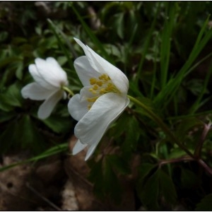 Photographie n°293848 du taxon Anemone nemorosa L. [1753]