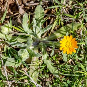 Photographie n°293891 du taxon Calendula arvensis L.