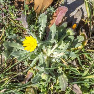 Photographie n°293892 du taxon Calendula arvensis L.