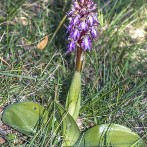 Photographie n°293893 du taxon Himantoglossum robertianum (Loisel.) P.Delforge
