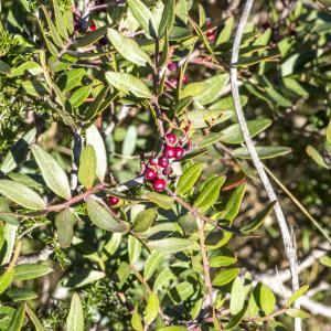 Photographie n°293909 du taxon Pistacia lentiscus L.