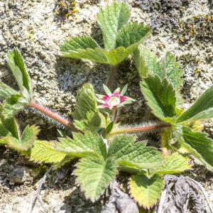 Photographie n°293920 du taxon Potentilla micrantha Ramond ex DC.