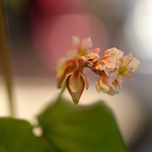 Photographie n°293935 du taxon Fagopyrum esculentum Moench [1794]