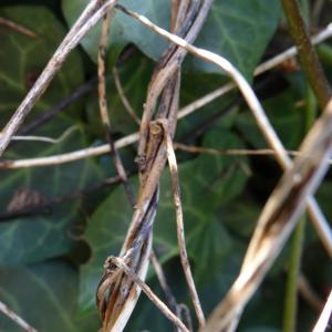 Photographie n°293946 du taxon Convolvulus sepium L.