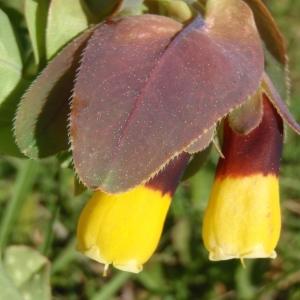  - Cerinthe major L. [1753]