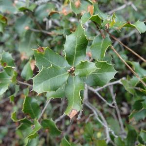 Photographie n°293960 du taxon Quercus coccifera L. [1753]