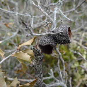 Photographie n°293963 du taxon Quercus coccifera L. [1753]