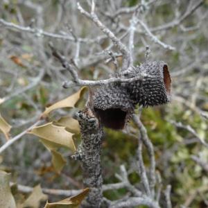 Photographie n°293964 du taxon Quercus coccifera L. [1753]