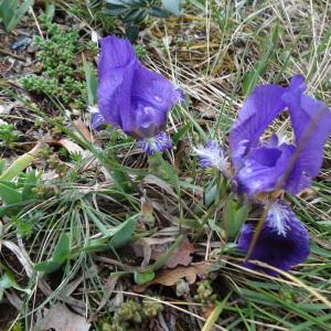 Photographie n°293988 du taxon Iris lutescens subsp. lutescens 