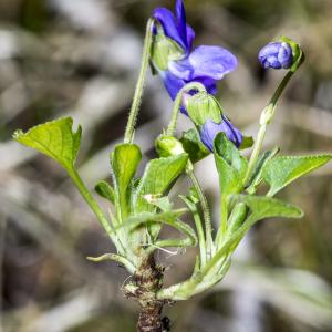 Photographie n°294019 du taxon Viola hirta L. [1753]