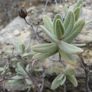 Photographie n°294028 du taxon Cistus albidus L. [1753]