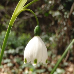 Photographie n°294035 du taxon Leucojum pulchellum Salisb. [1807]